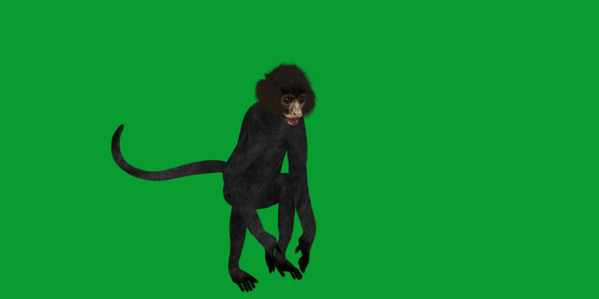 Spider Monkey Low-poly 3D model_8