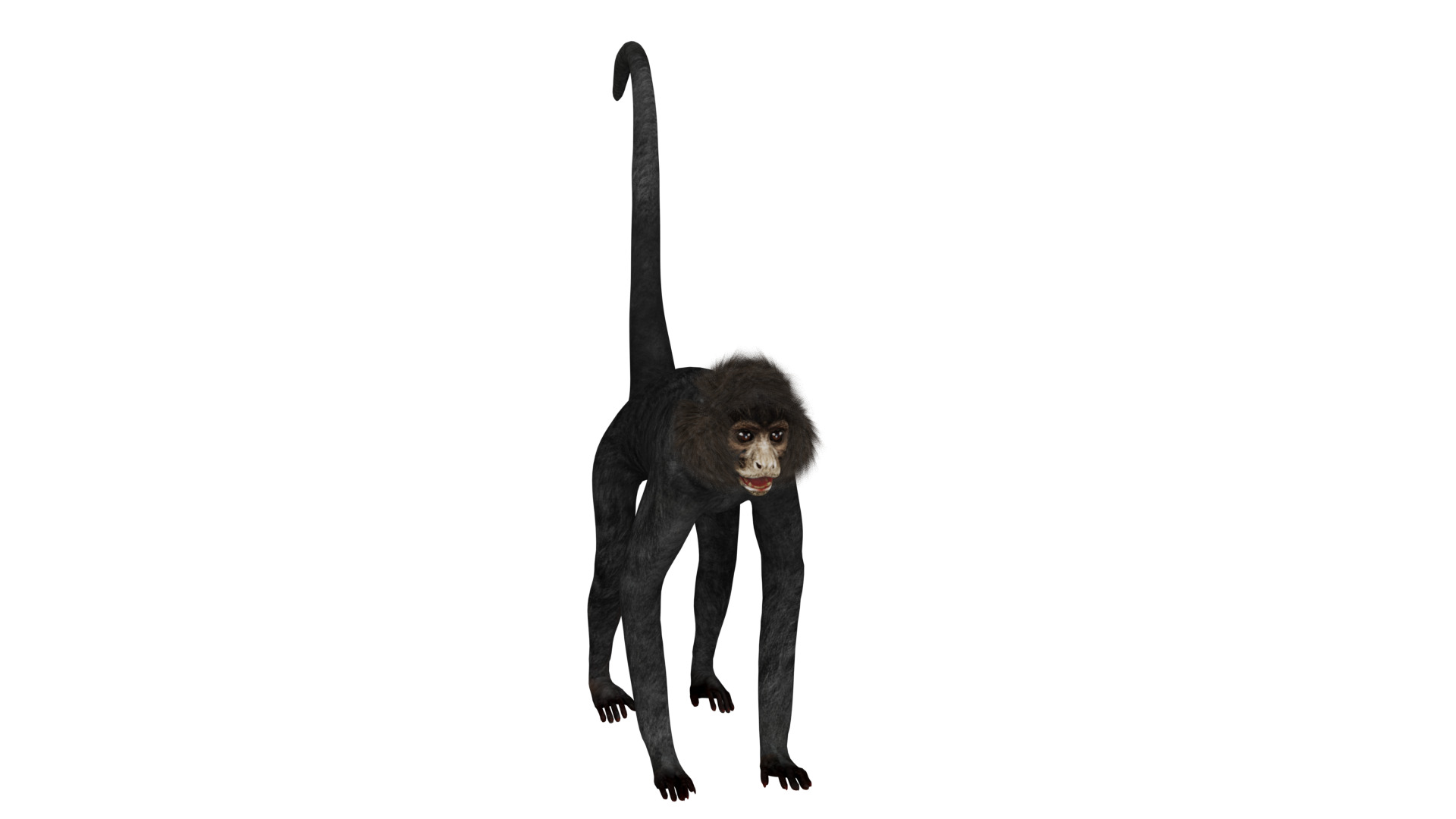 Spider Monkey Low-poly 3D model_37