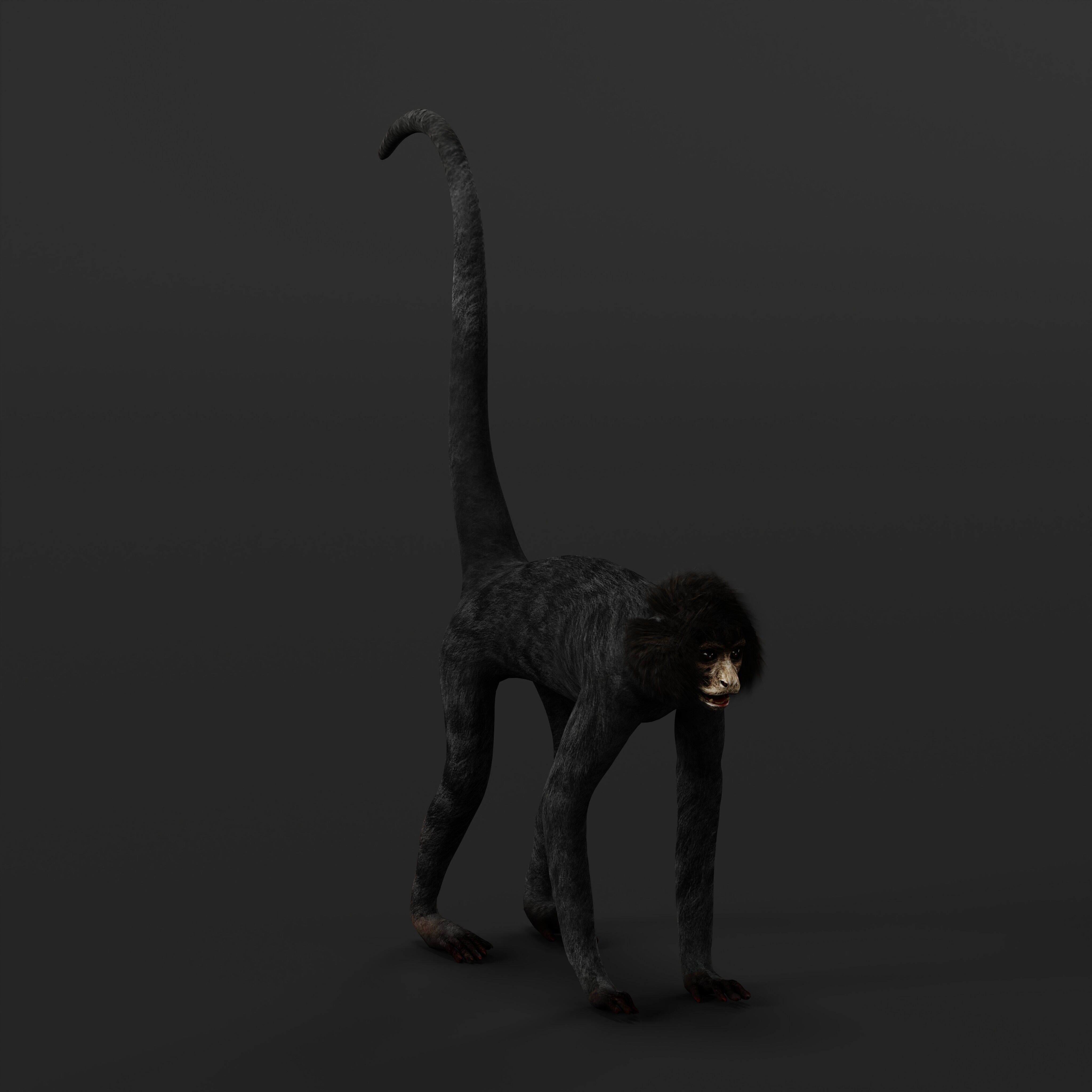 Spider Monkey Low-poly 3D model_43
