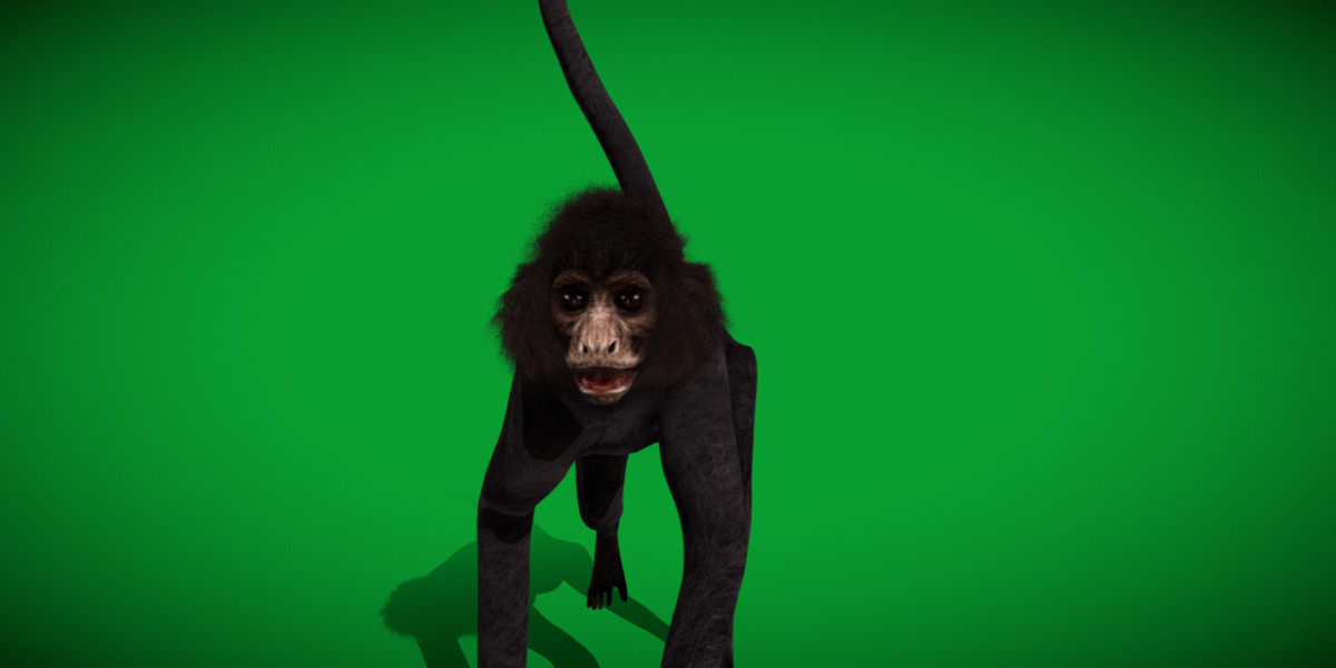Spider Monkey Low-poly 3D model_32
