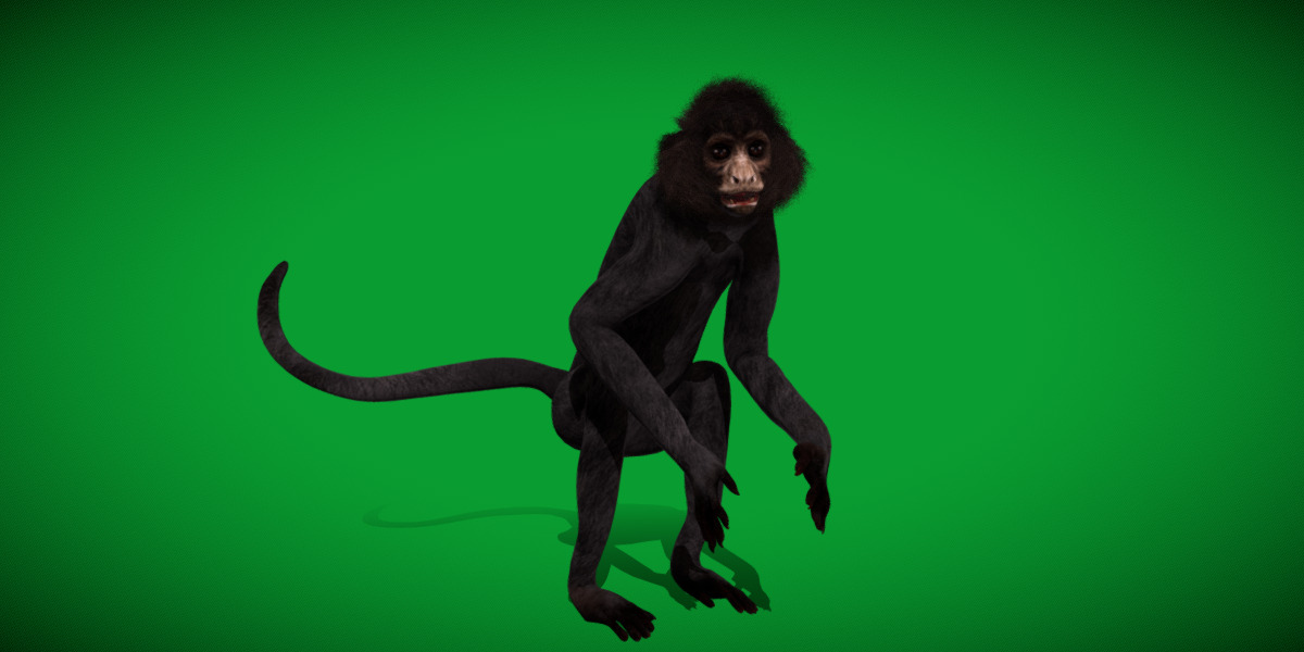 Spider Monkey Low-poly 3D model_21