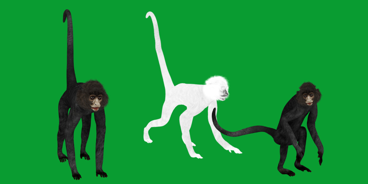Spider Monkey Low-poly 3D model_13