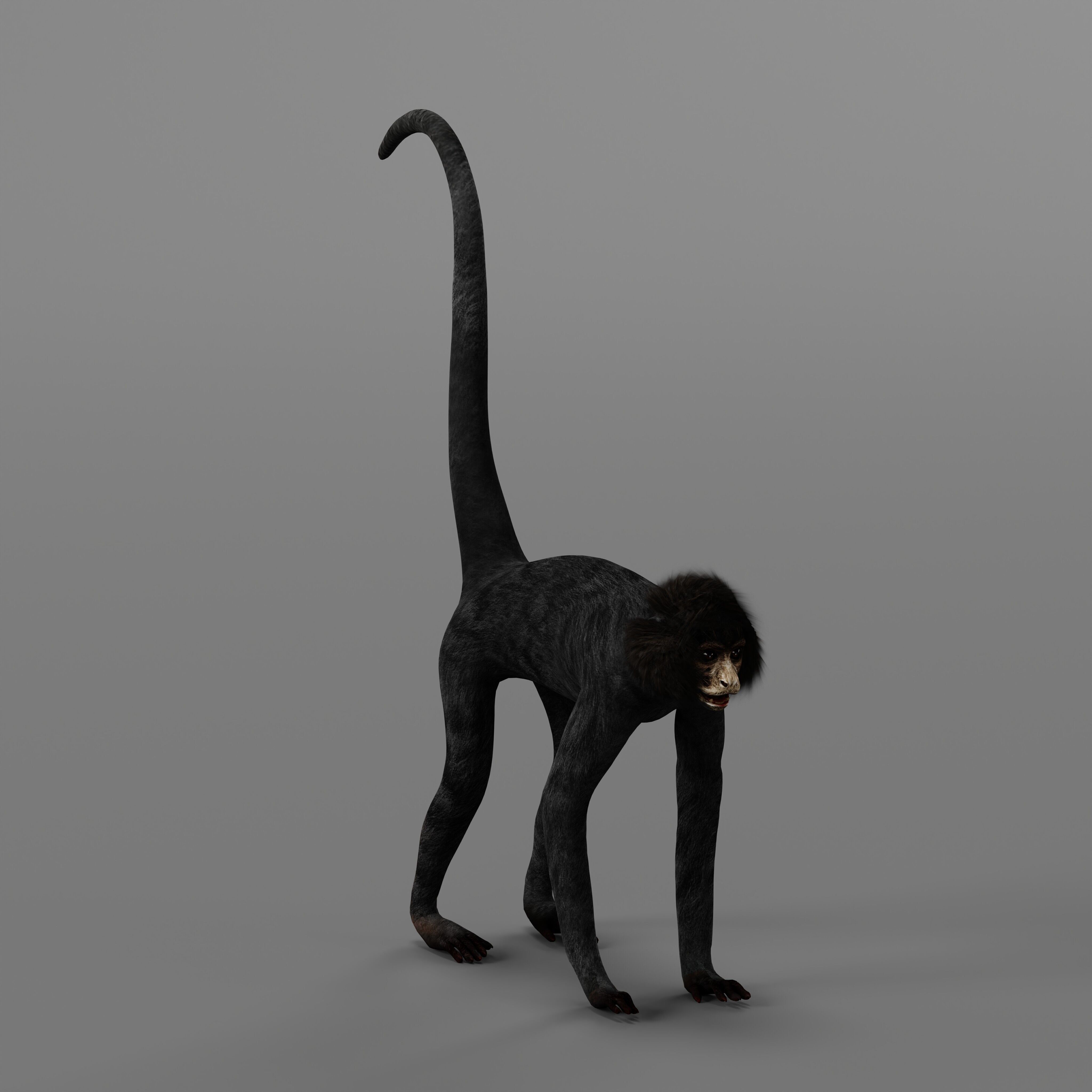 Spider Monkey Low-poly 3D model_41