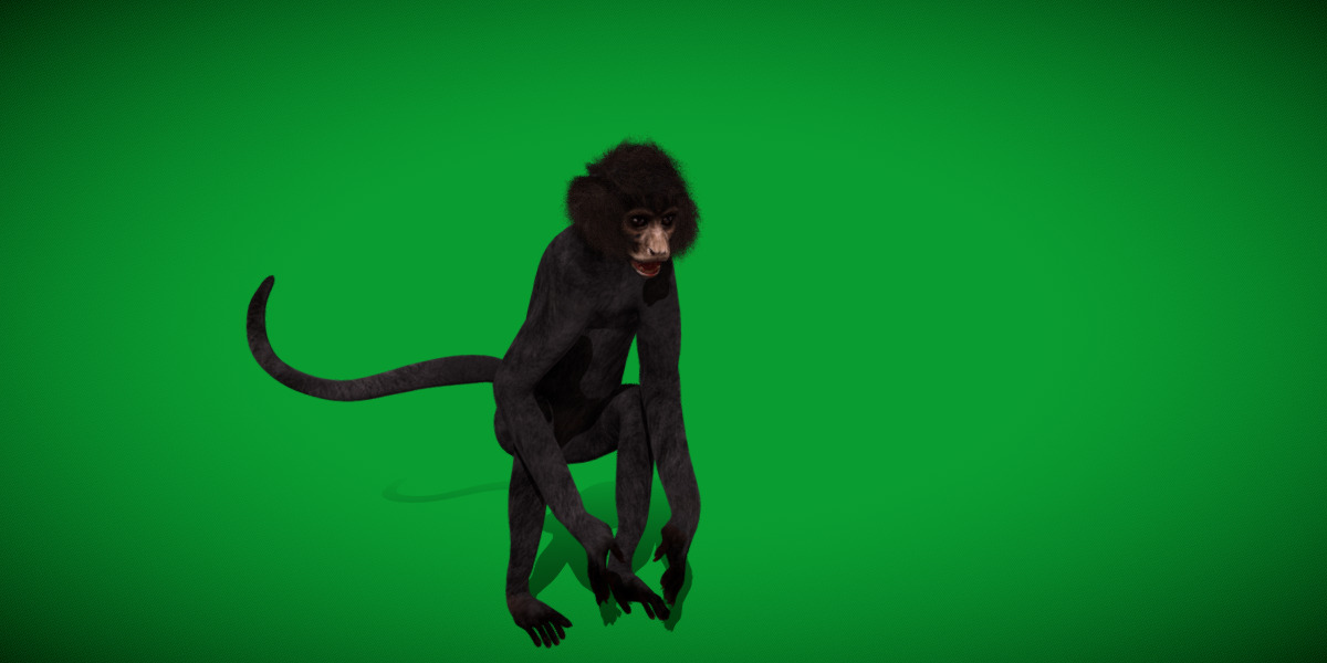 Spider Monkey Low-poly 3D model_7