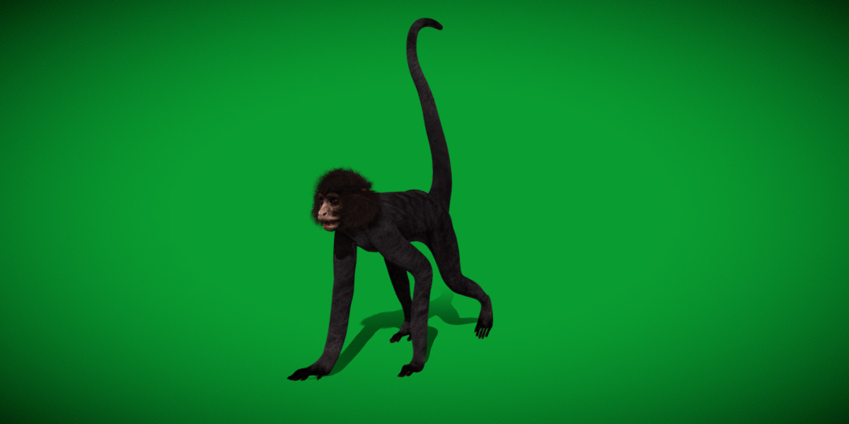 Spider Monkey Low-poly 3D model_5