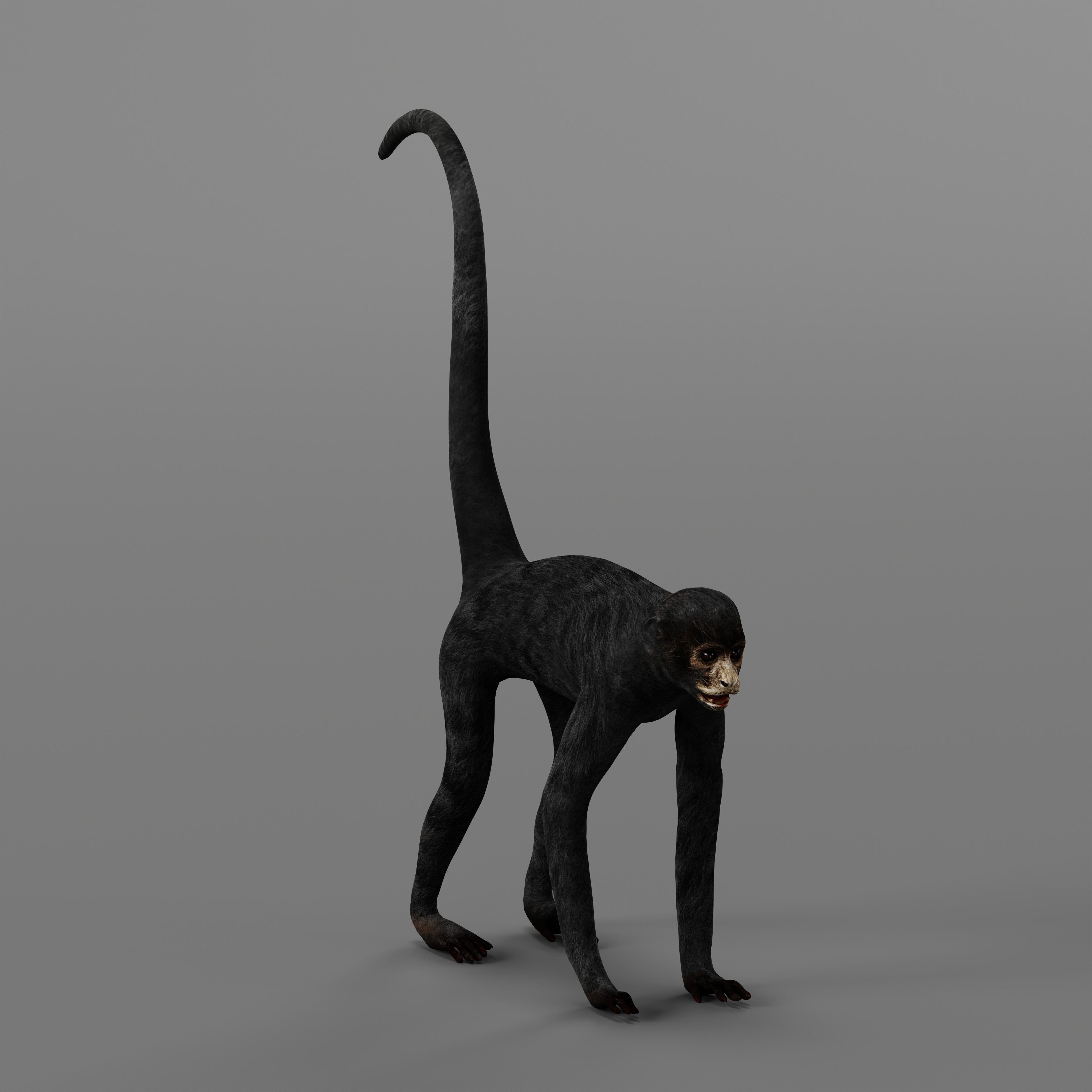 Spider Monkey Low-poly 3D model_40