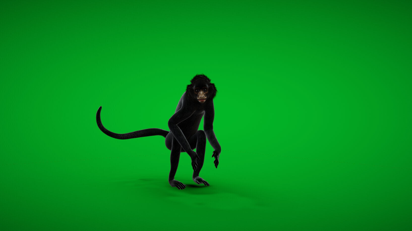 Spider Monkey Low-poly 3D model_3