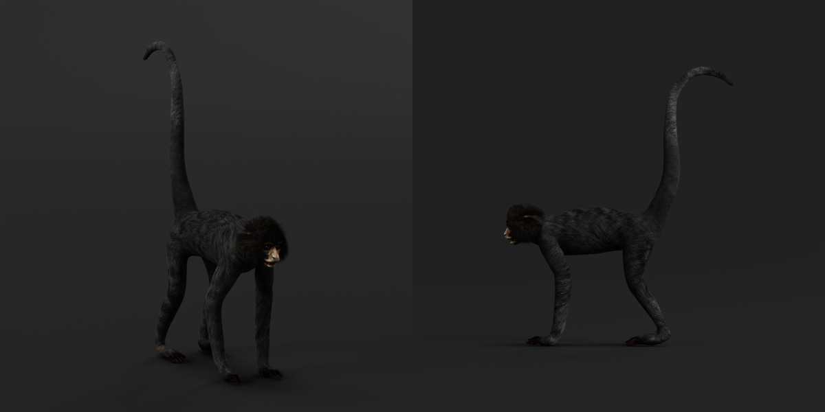 Spider Monkey Low-poly 3D model_33
