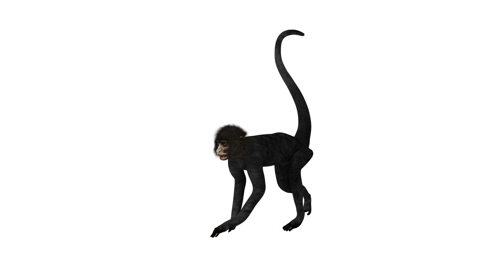 Spider Monkey Low-poly 3D model_39