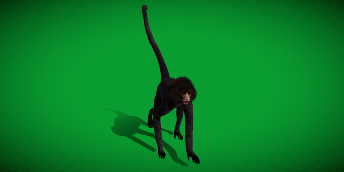 Spider Monkey Low-poly 3D model_27