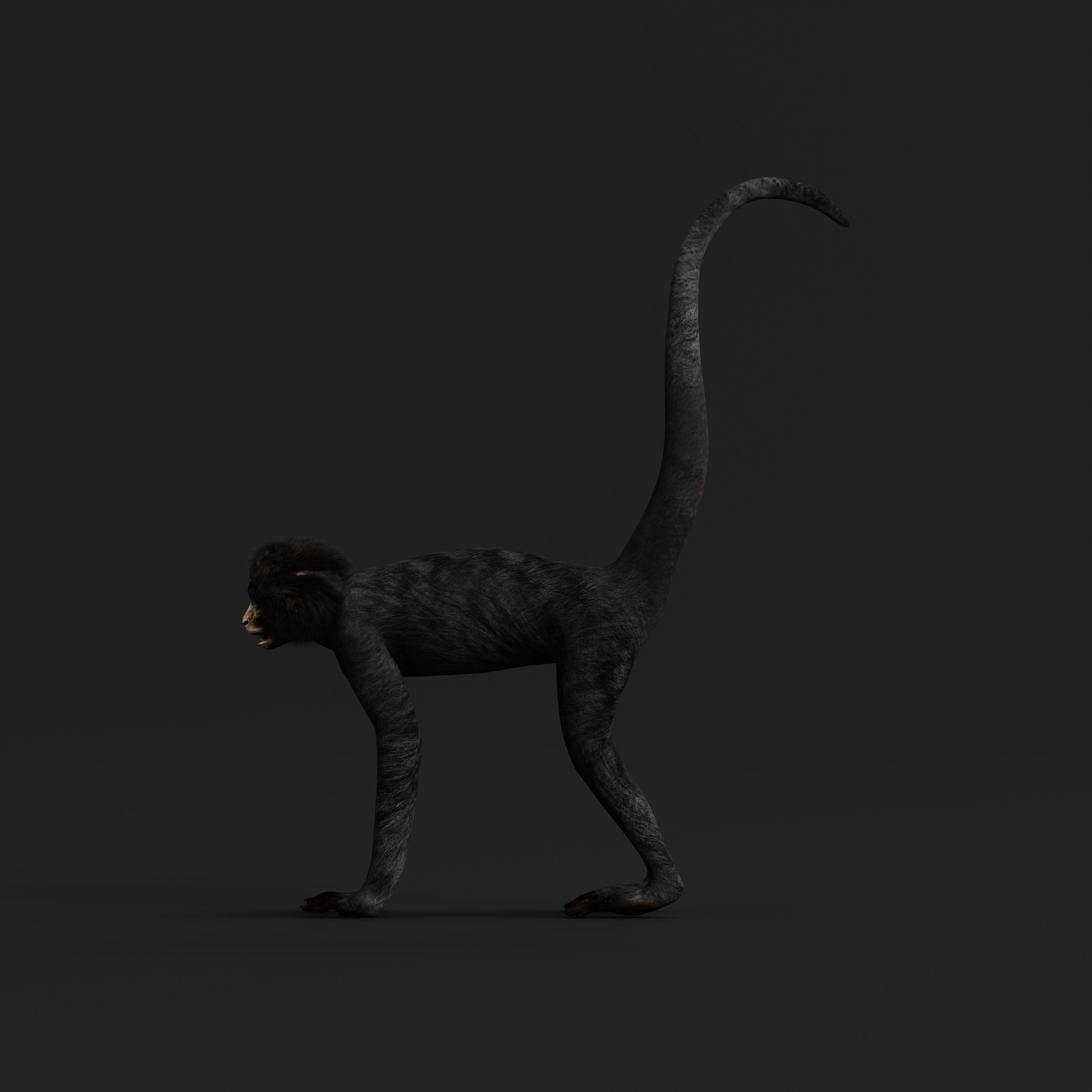 Spider Monkey Low-poly 3D model_45