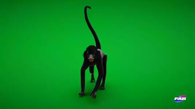 Spider Monkey Low-poly 3D model