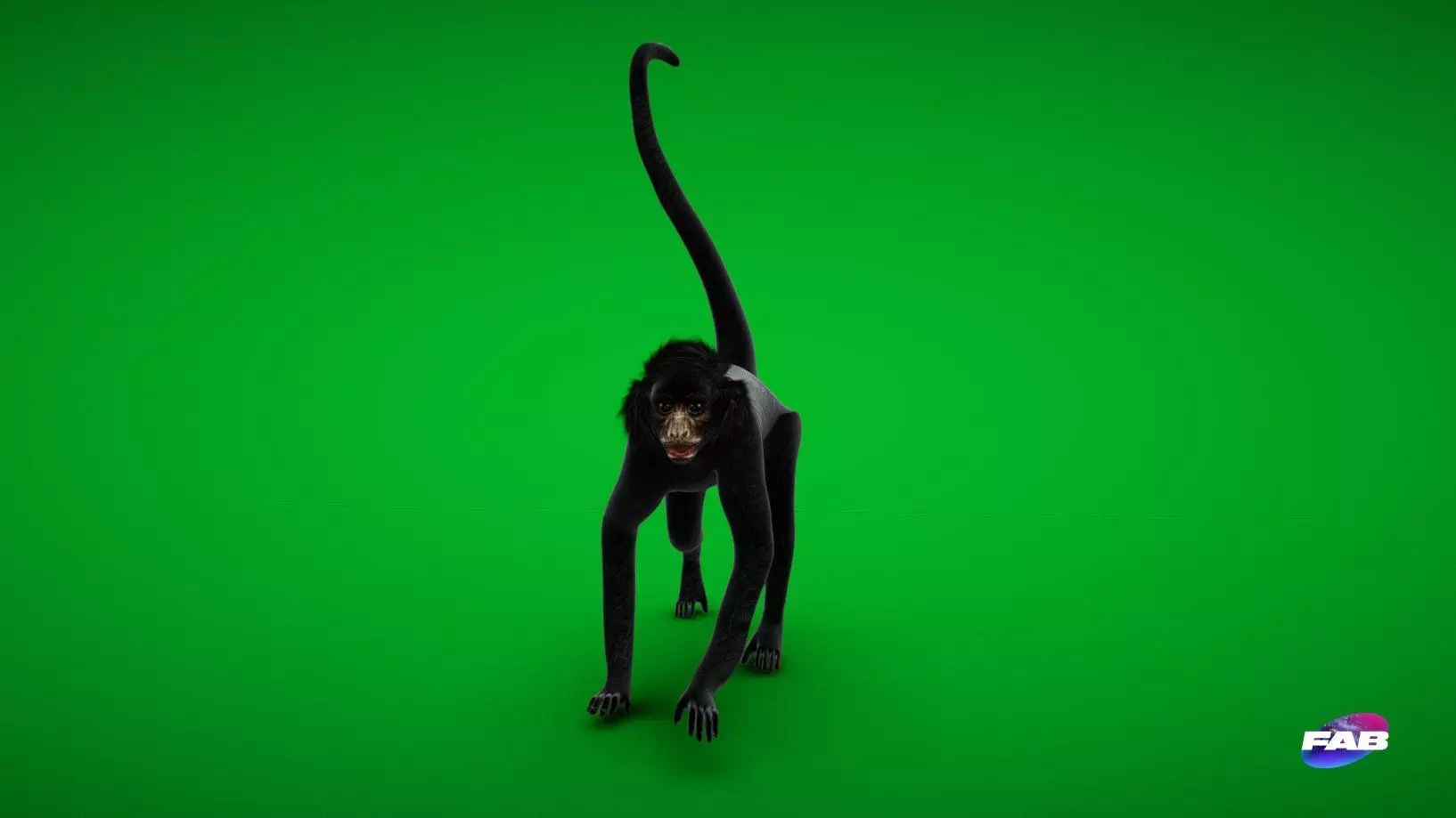 Spider Monkey Low-poly 3D model_0
