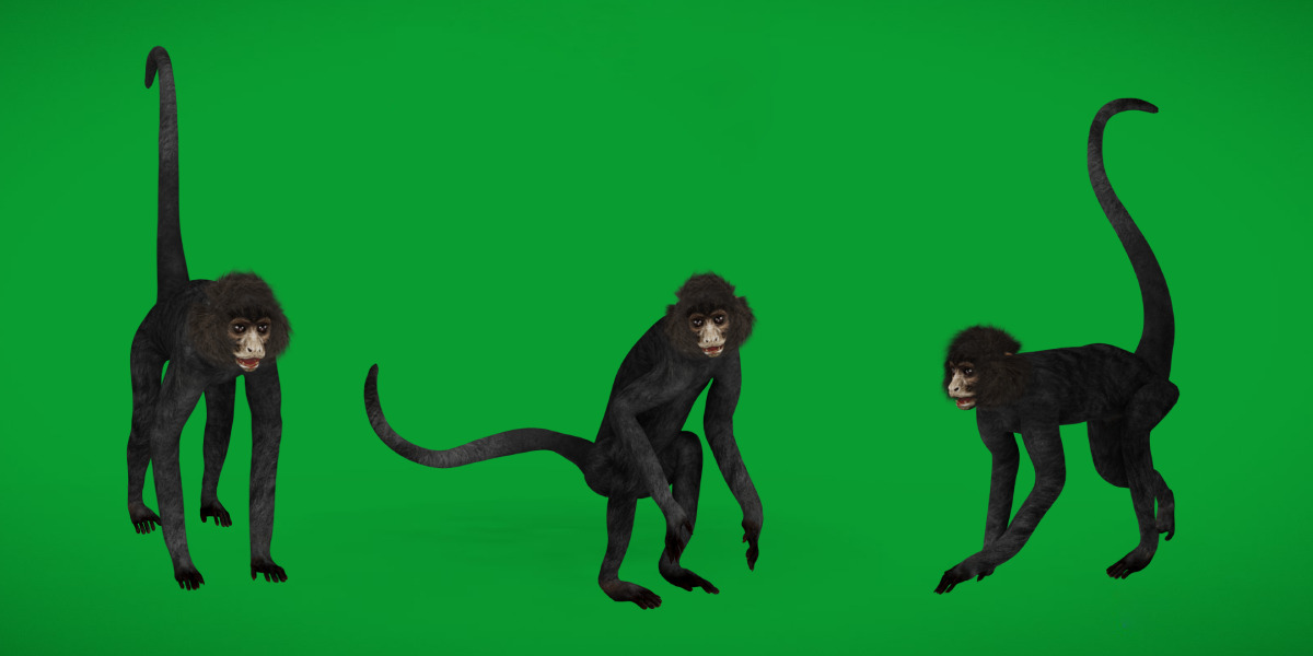 Spider Monkey Low-poly 3D model_4
