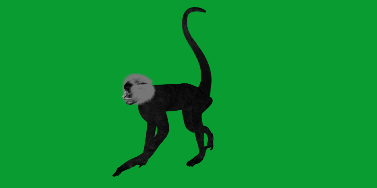 Spider Monkey Low-poly 3D model_17