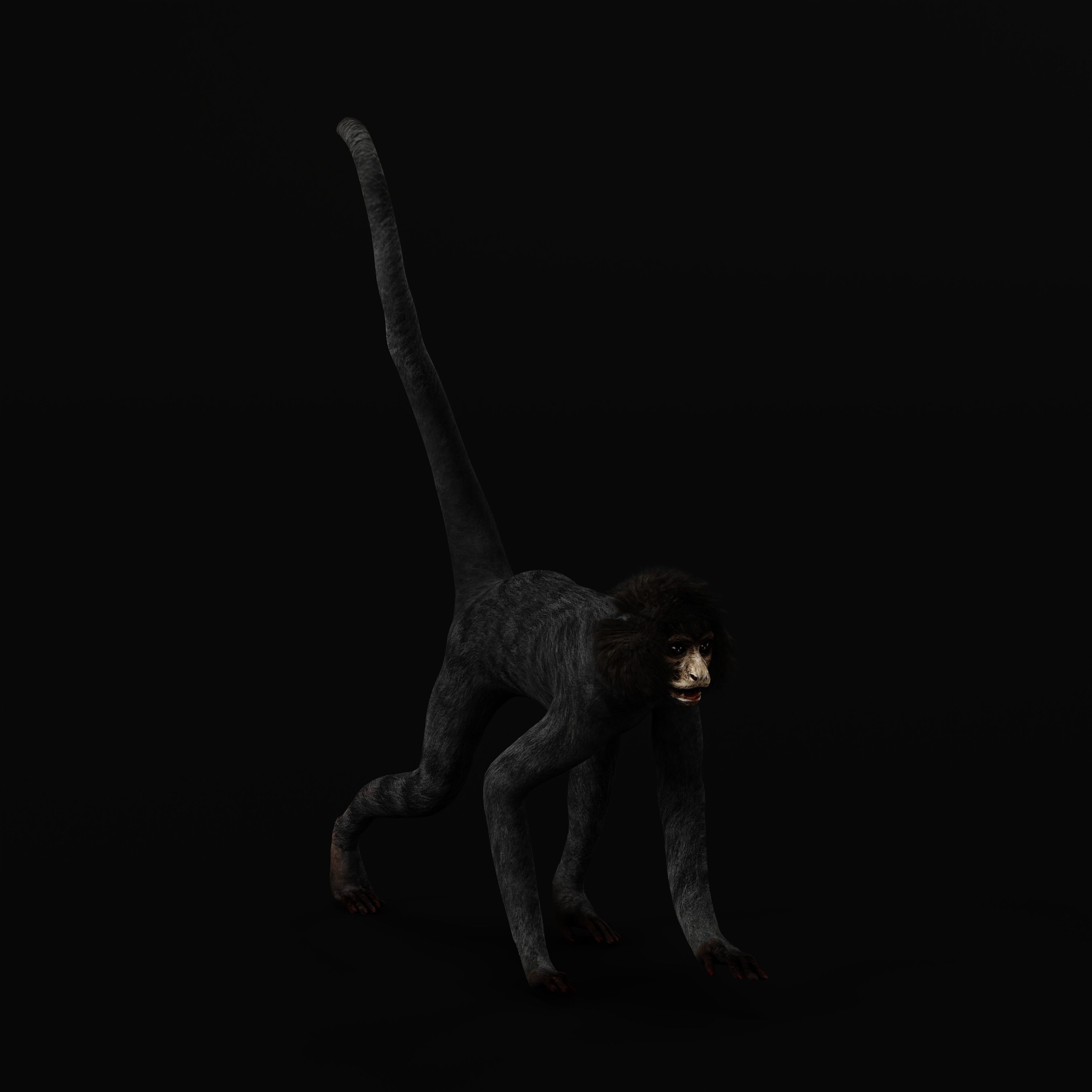 Spider Monkey Low-poly 3D model_42
