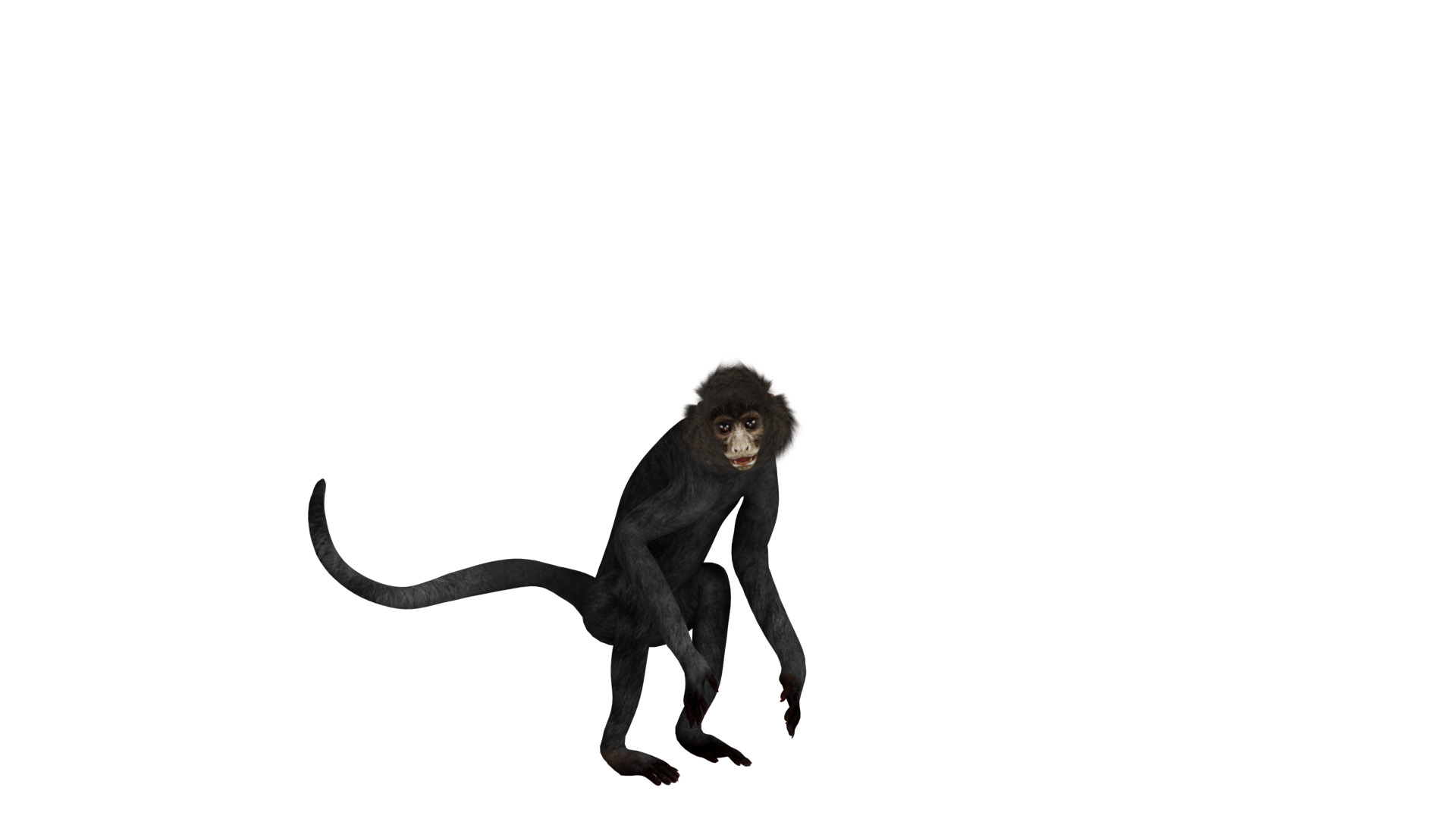 Spider Monkey Low-poly 3D model_38