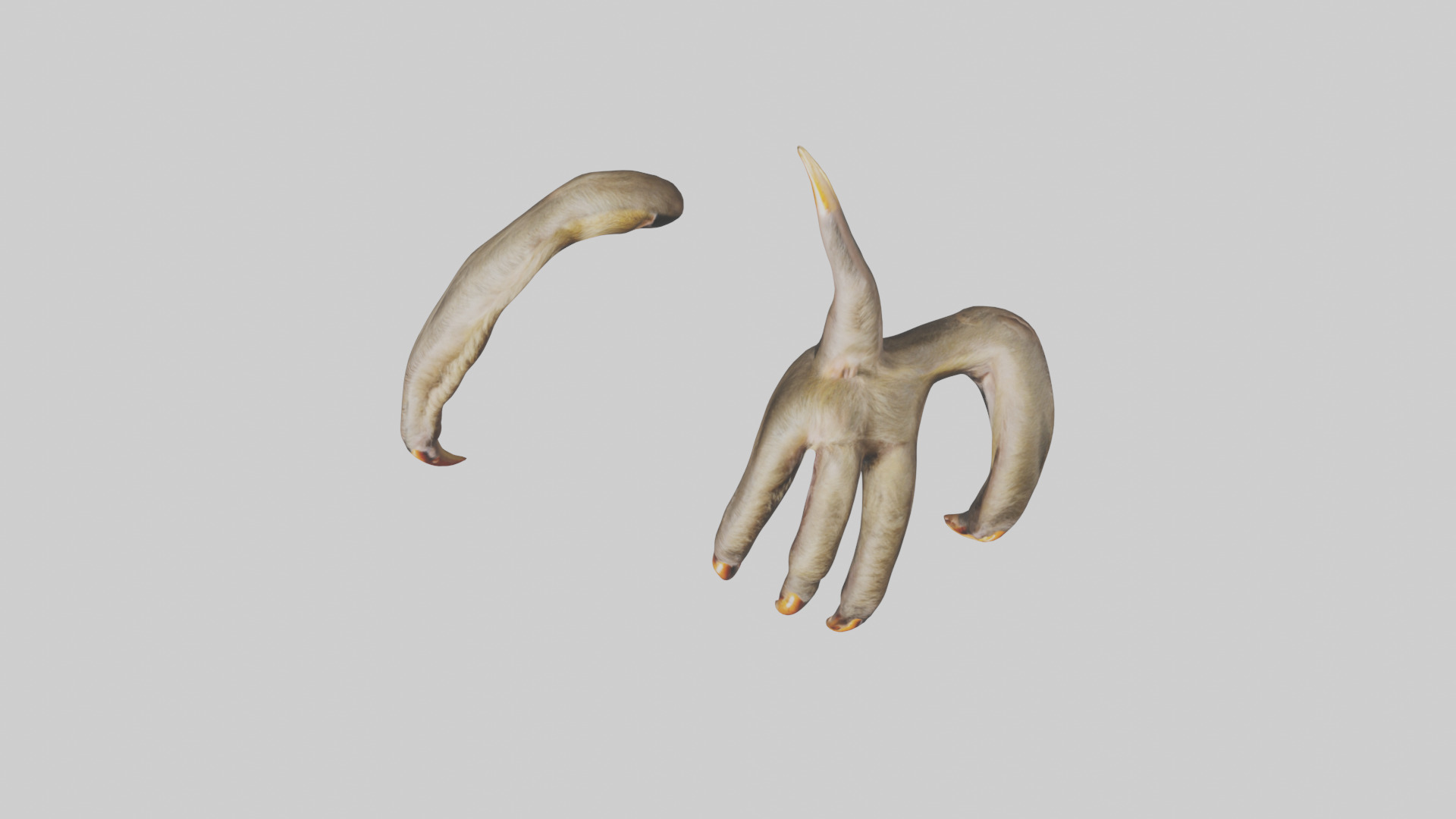 Monkey Claws Low-poly 3D model_14