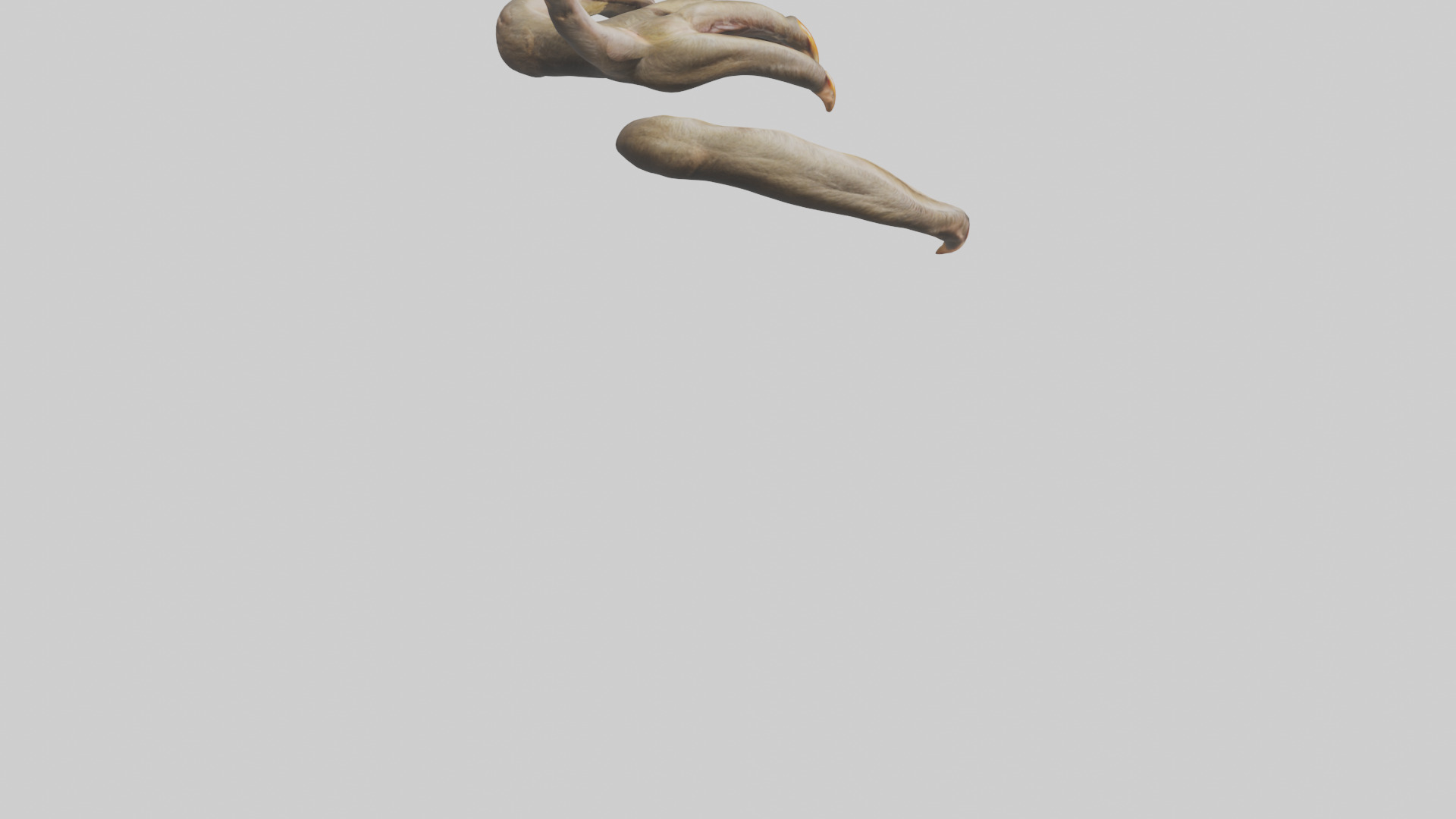 Monkey Claws Low-poly 3D model_4