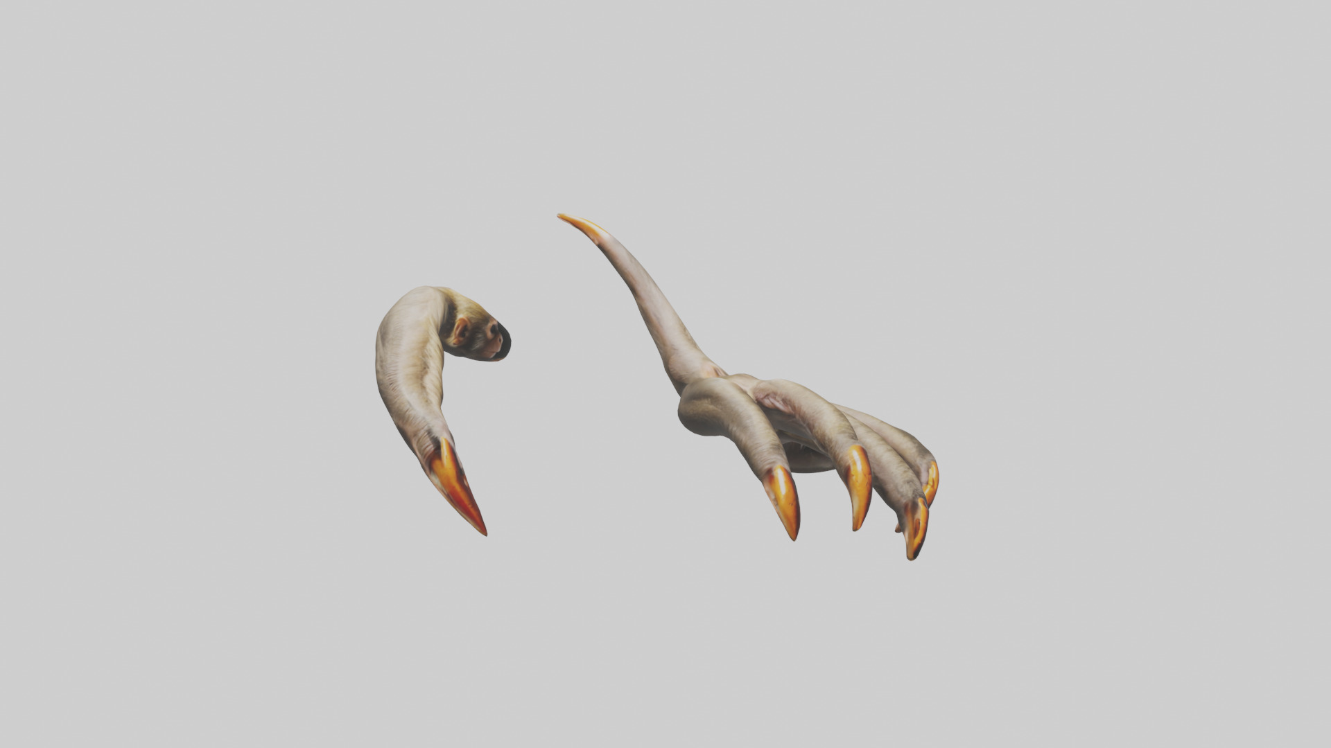 Monkey Claws Low-poly 3D model_7