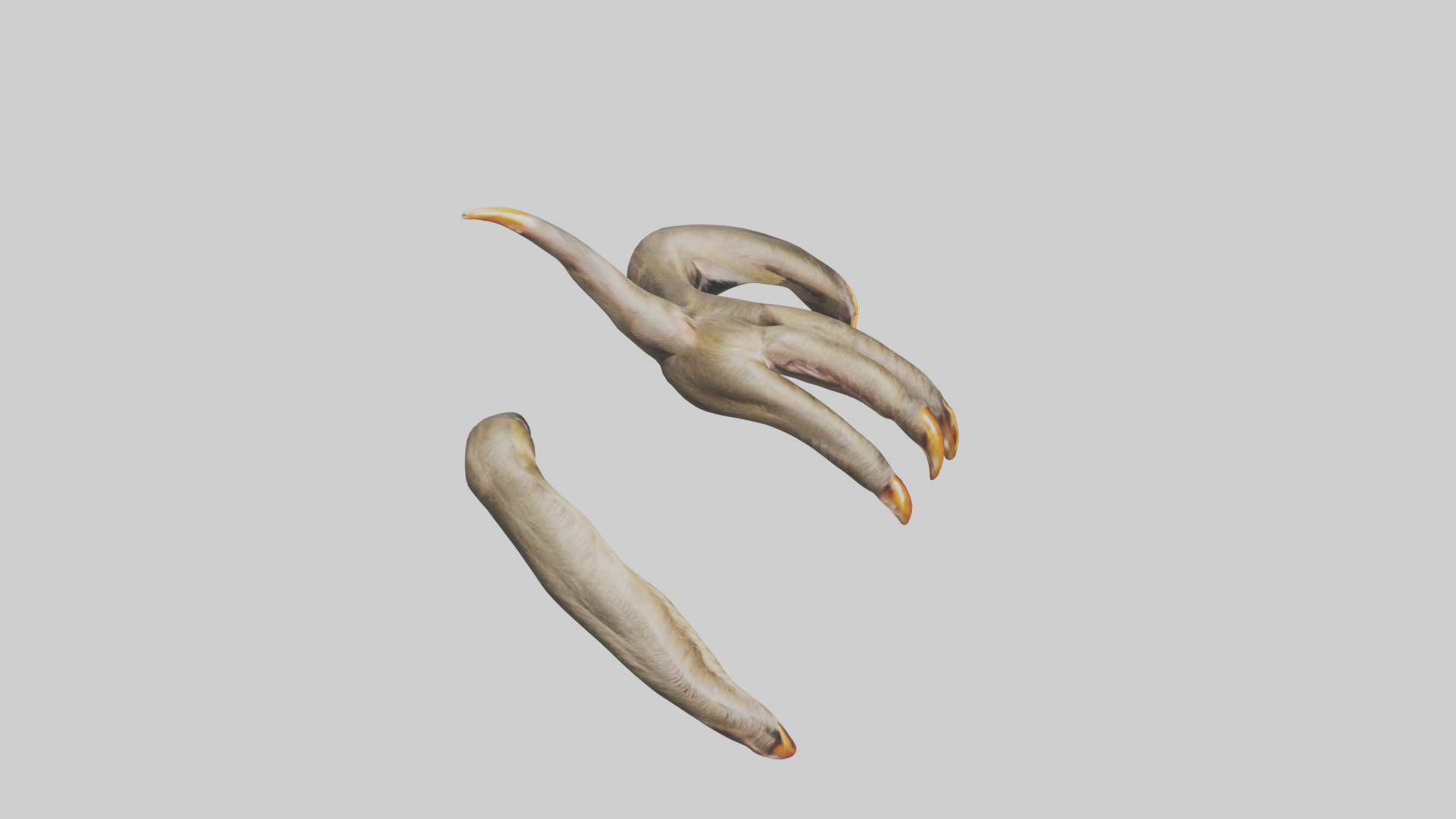 Monkey Claws Low-poly 3D model_18