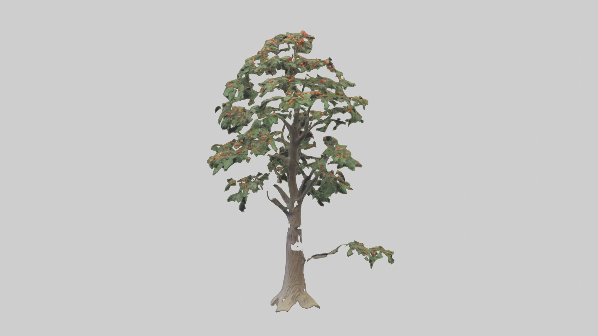 Mountain Ash tree model Low-poly 3D model_9