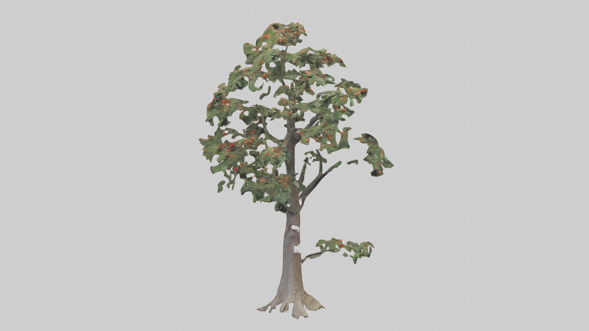 Mountain Ash tree model Low-poly 3D model_7