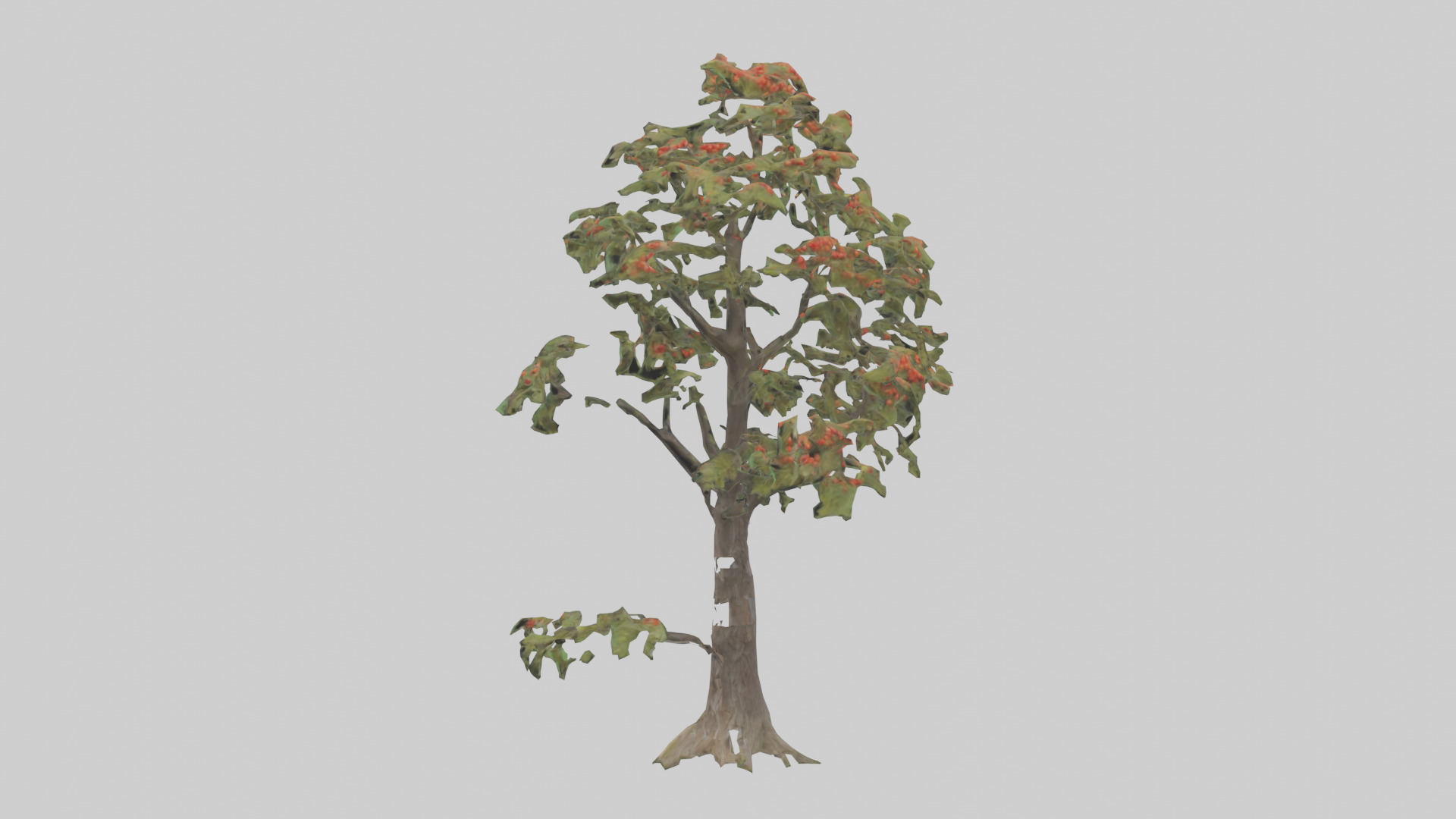 Mountain Ash tree model Low-poly 3D model_1