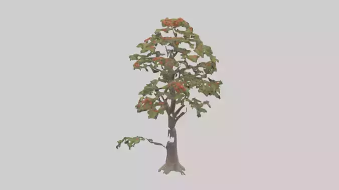 Mountain Ash tree model