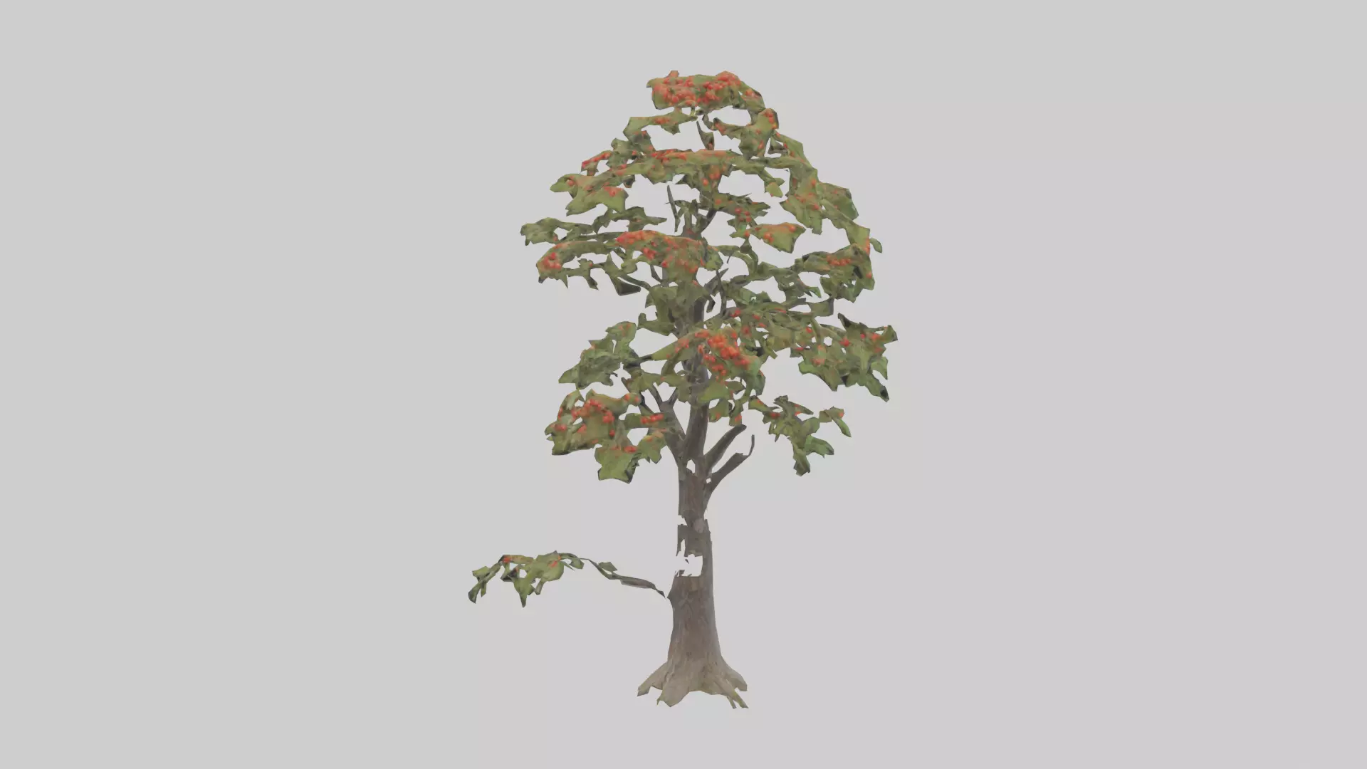 Mountain Ash tree model Low-poly 3D model_0