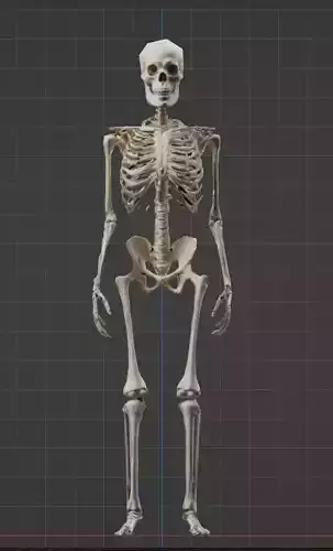 Skeleton character animated game ready asset