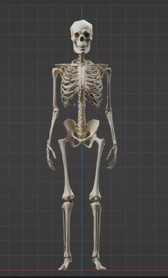 Skeleton character animated game ready asset Low-poly 3D model