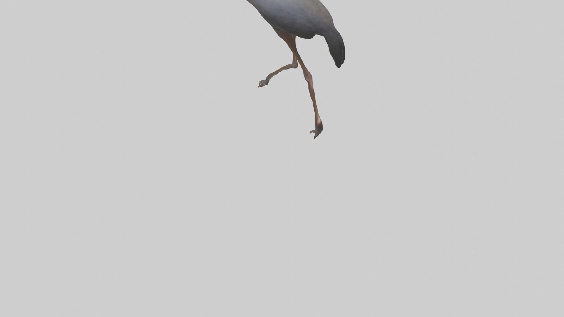 Nandu Rhea walking model Low-poly 3D model_5