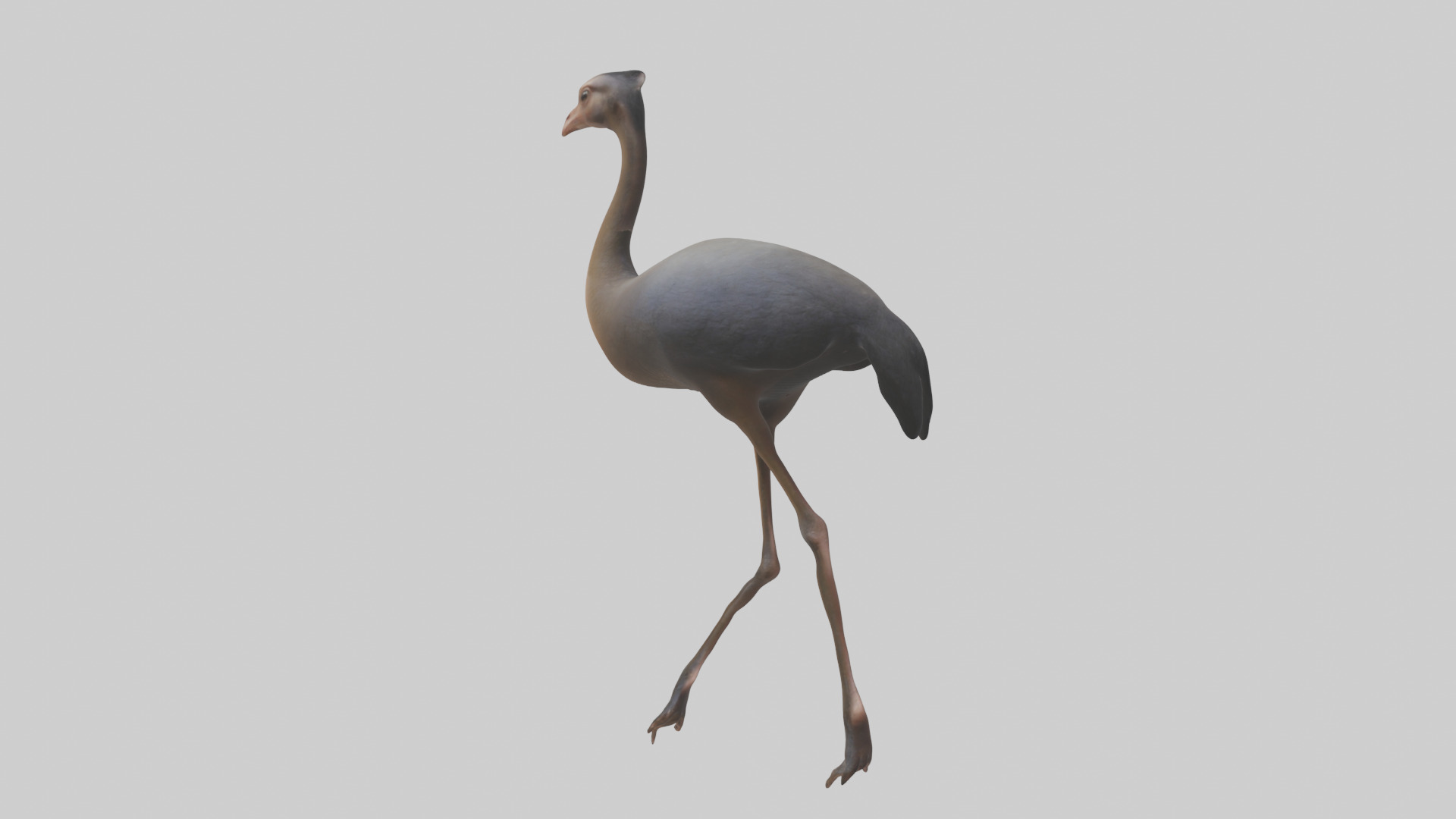 Nandu Rhea walking model Low-poly 3D model_3