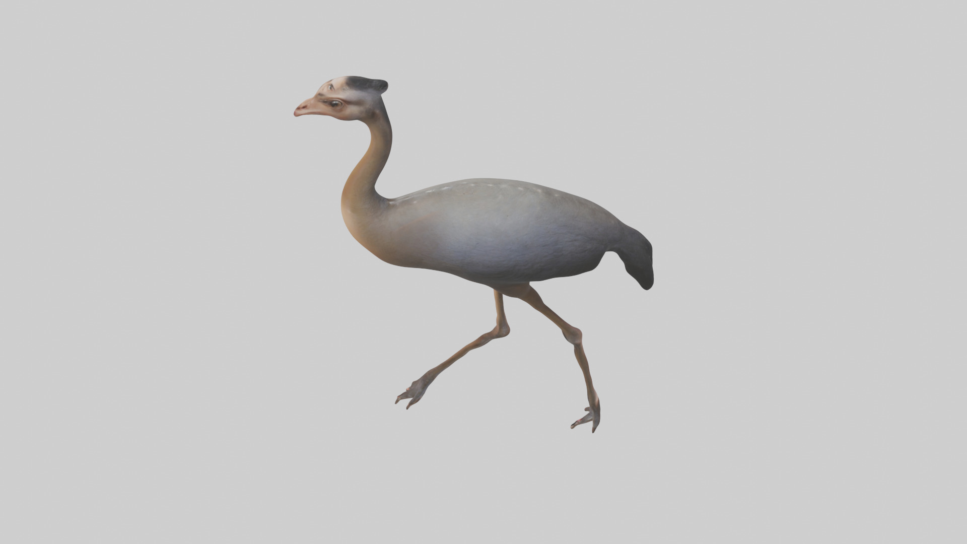 Nandu Rhea walking model Low-poly 3D model_17