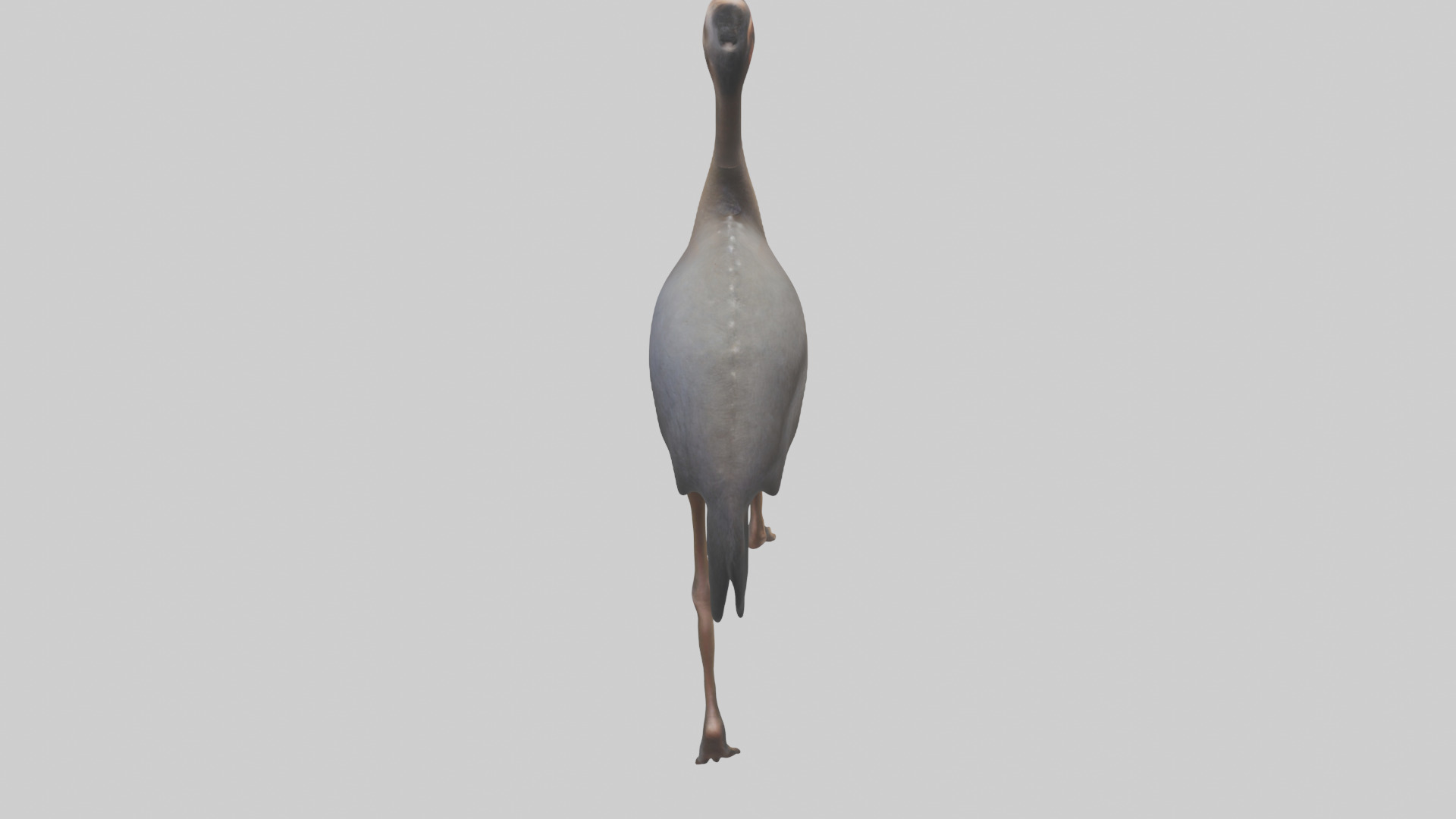 Nandu Rhea walking model Low-poly 3D model_15