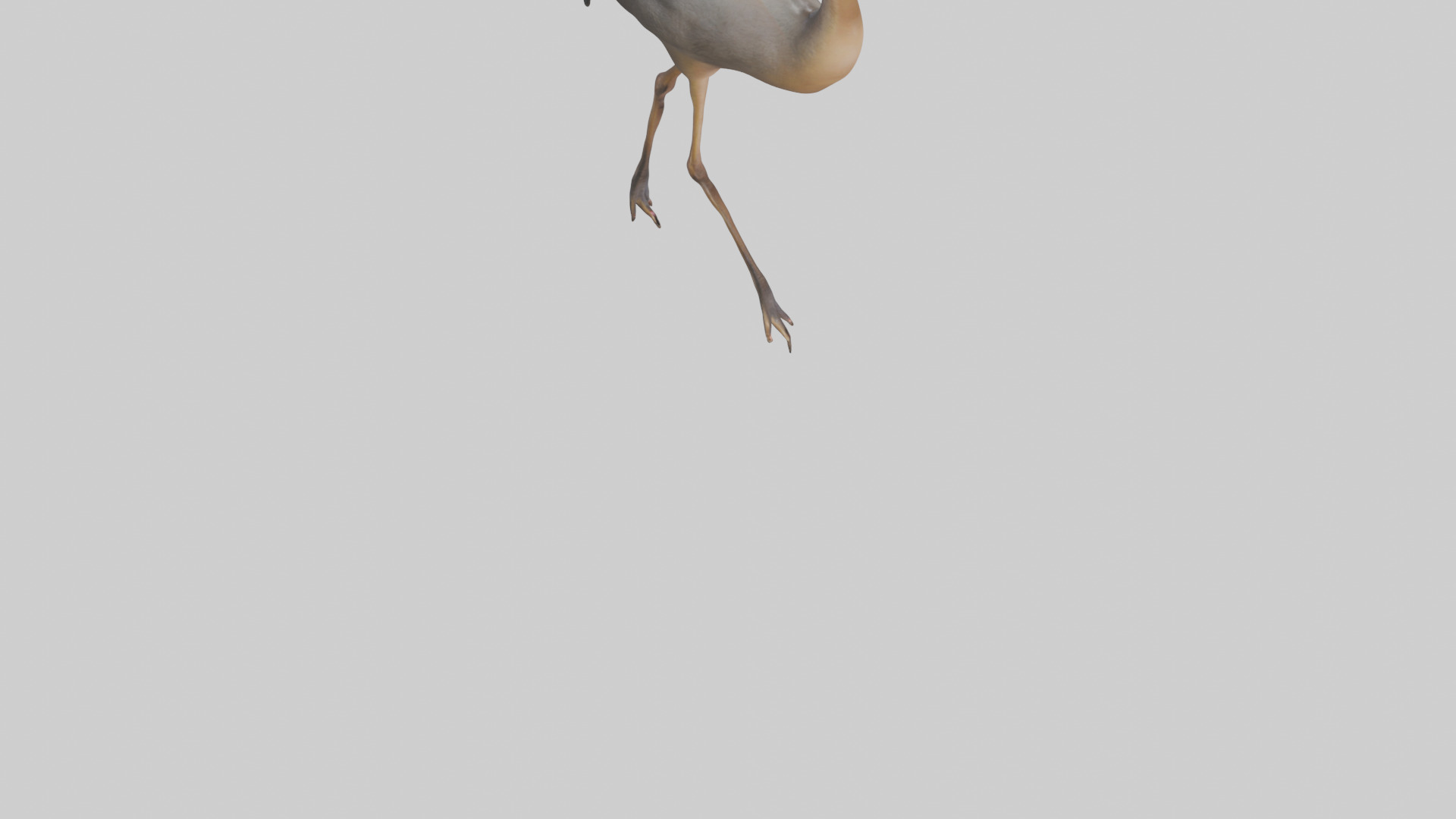 Nandu Rhea walking model Low-poly 3D model_8