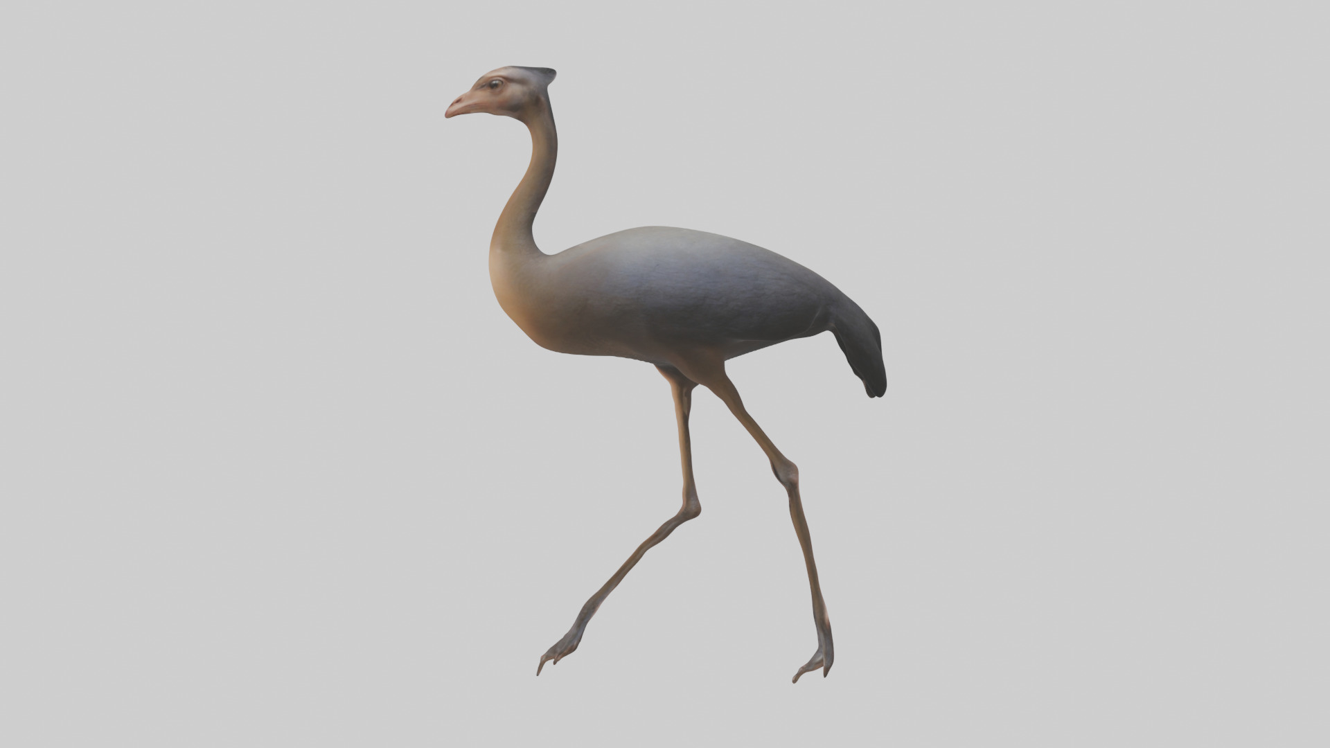 Nandu Rhea walking model Low-poly 3D model_12