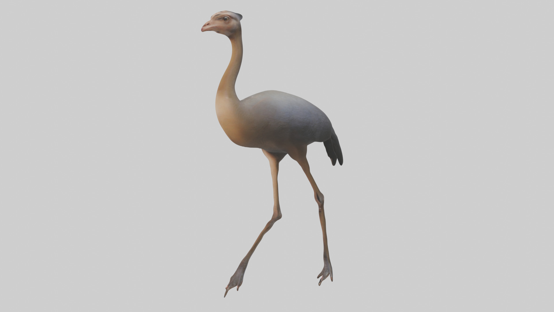 Nandu Rhea walking model Low-poly 3D model_1