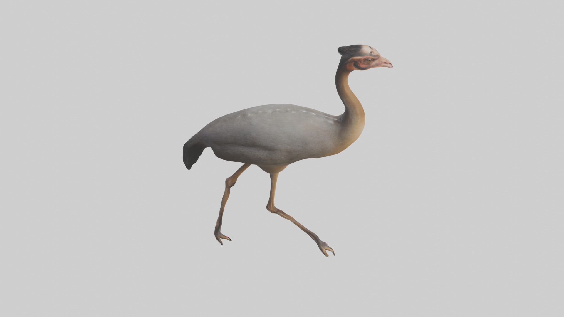 Nandu Rhea walking model Low-poly 3D model_18