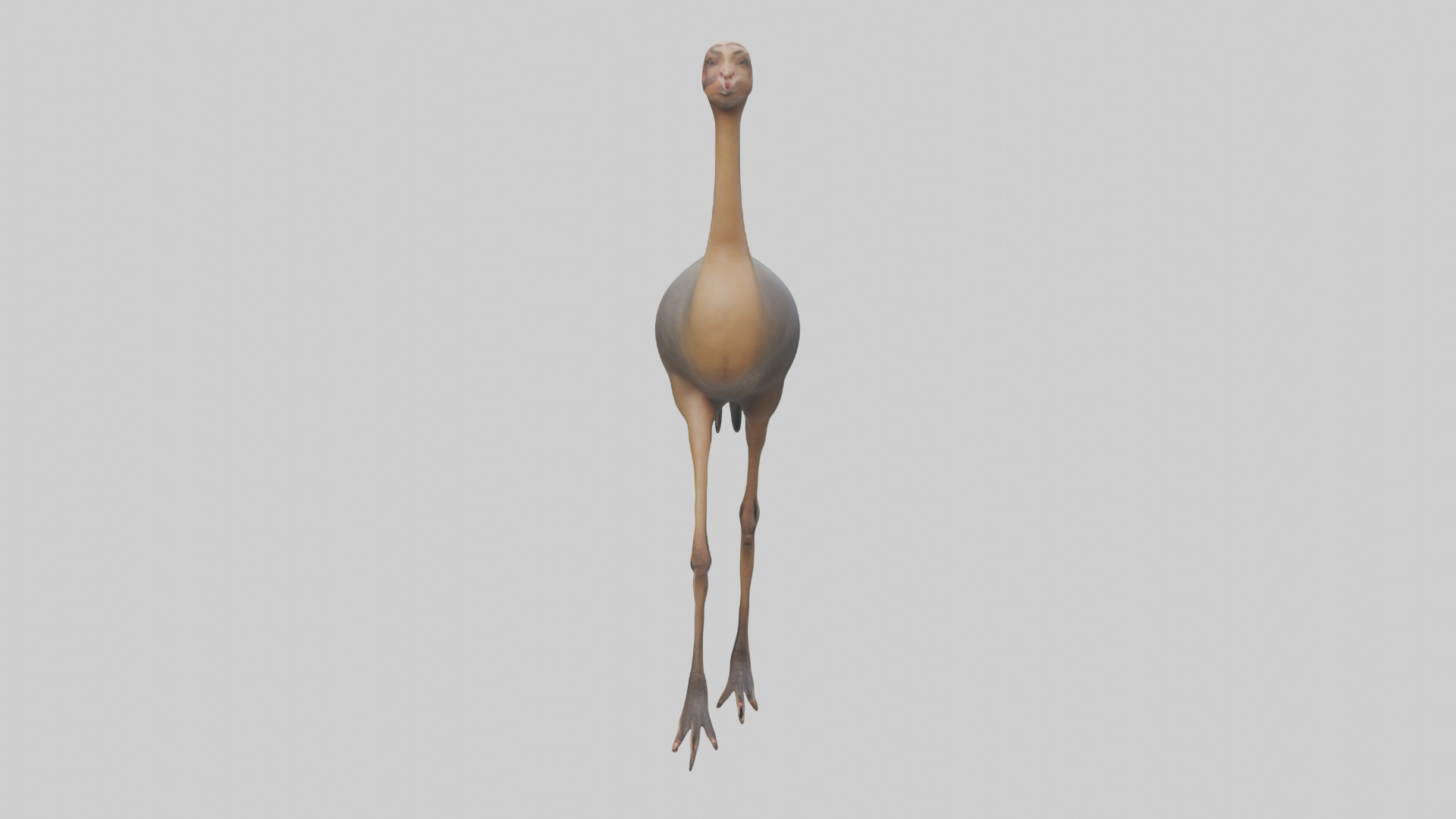 Nandu Rhea walking model Low-poly 3D model_9