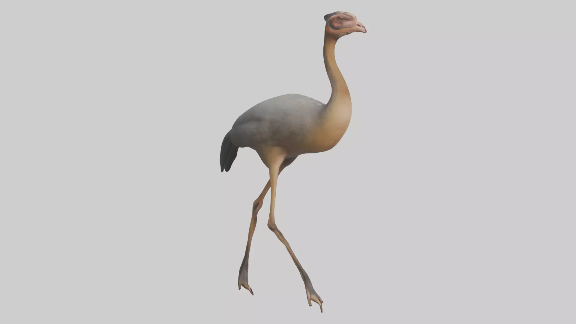 Nandu Rhea walking model Low-poly 3D model_0