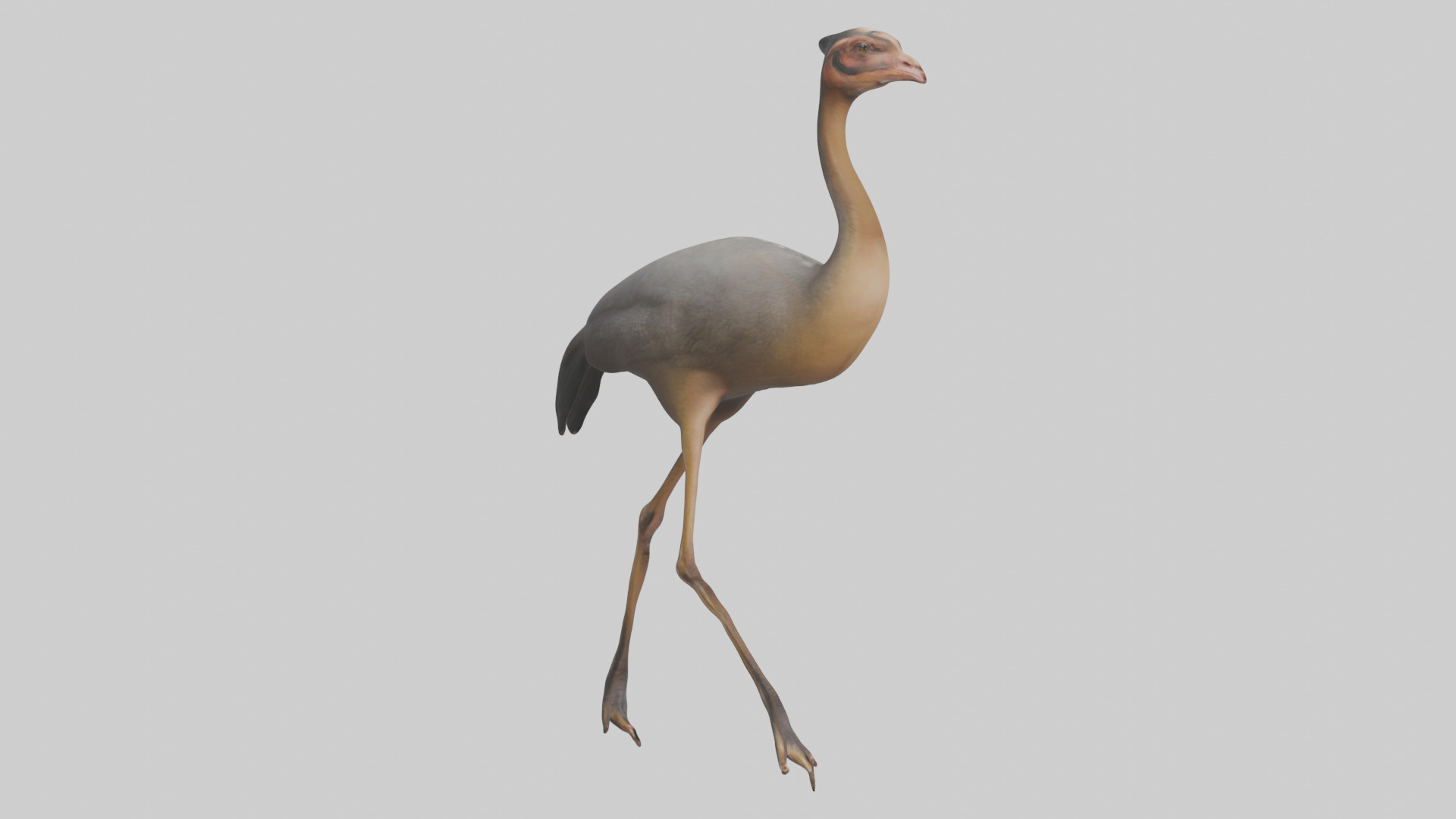 Nandu Rhea walking model Low-poly 3D model_11