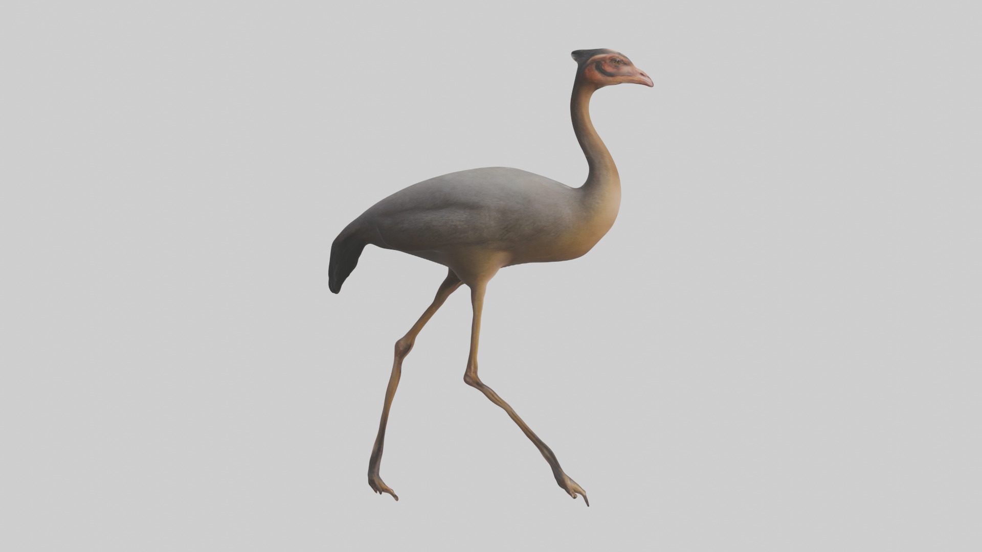 Nandu Rhea walking model Low-poly 3D model_13