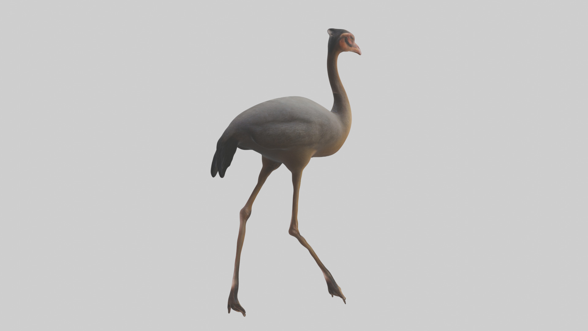 Nandu Rhea walking model Low-poly 3D model_4