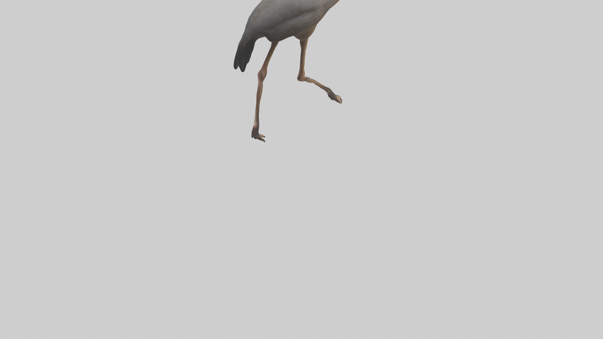 Nandu Rhea walking model Low-poly 3D model_6