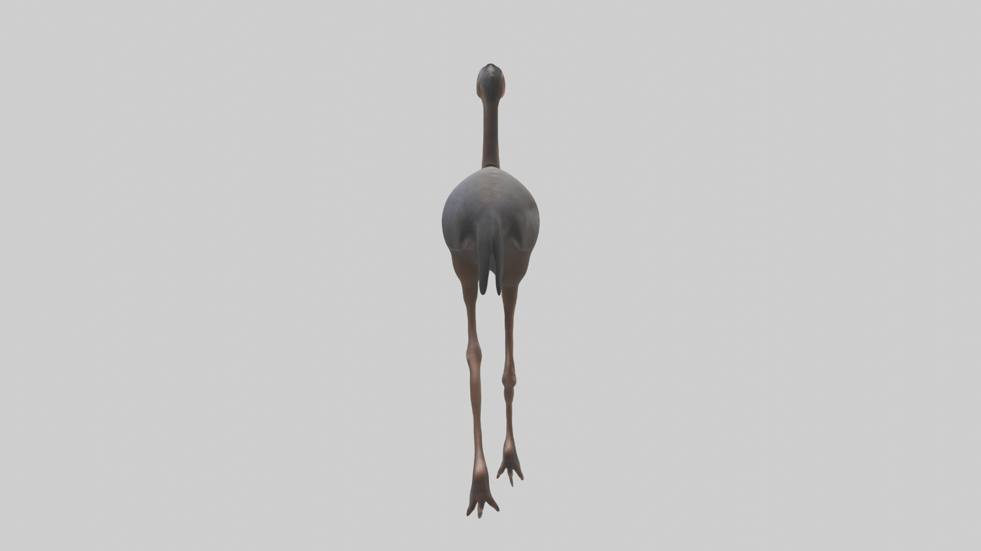 Nandu Rhea walking model Low-poly 3D model_2