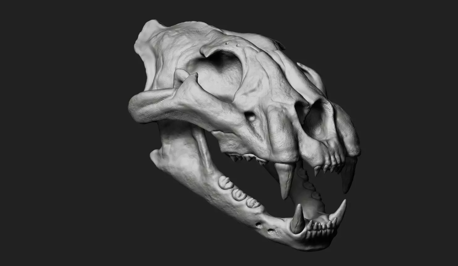 Cheetah Skull 3D model_0