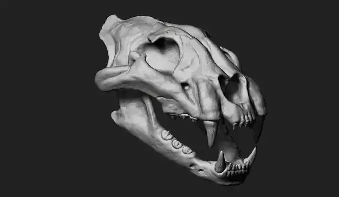 Cheetah Skull