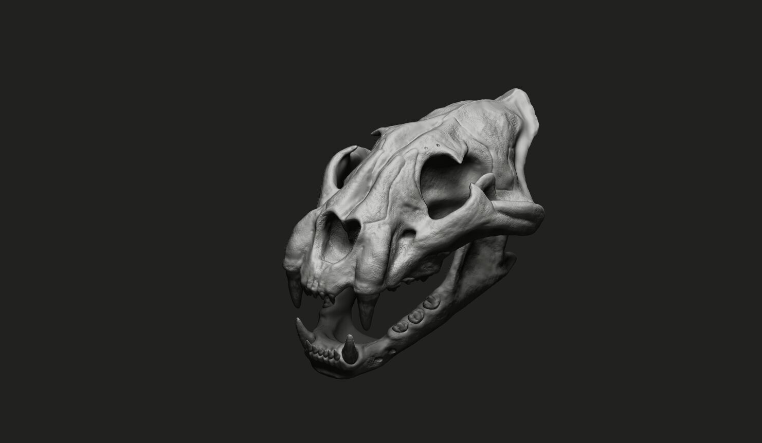 Cheetah Skull 3D model_3